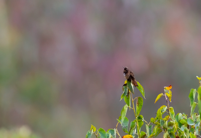 <i class='fa fa-user'></i> charlysax |   Witpluimglanskolibrie  <i class='fa fa-eye'> 130</i>   <i class='fa fa-comment-o'> 1</i>