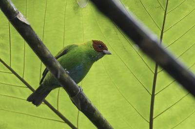 <i class='fa fa-user'></i> Paul van Giersbergen |   Roodvleugeltangare  <i class='fa fa-eye'> 87</i>  <i class='fa fa-thumbs-up'> 2</i>   <i class='fa fa-comment-o'> 1</i>