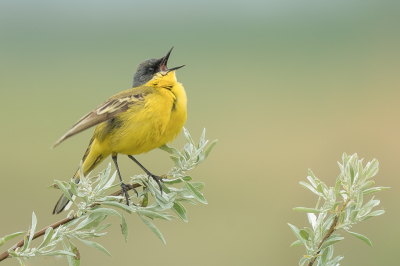 <i class='fa fa-user'></i> Vincent Vuik |   Noordse Kwikstaart  <i class='fa fa-eye'> 342</i>  <i class='fa fa-thumbs-up'> 28</i>   <i class='fa fa-comment-o'> 20</i>