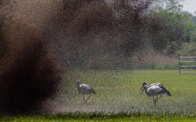 <i class='fa fa-user'></i> Eef Kieft |   Ooievaar  <i class='fa fa-eye'> 199</i>  <i class='fa fa-thumbs-up'> 1</i>   <i class='fa fa-comment-o'> 6</i>