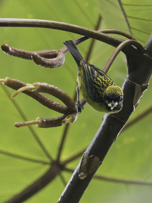 <i class='fa fa-user'></i> Paul van Giersbergen |   Blauwbaardtangare  <i class='fa fa-eye'> 91</i>   <i class='fa fa-comment-o'> 1</i>