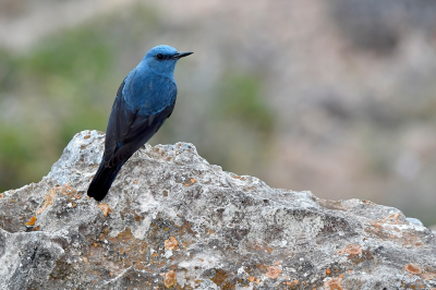 We zijn een paar dagen op Mallorca. 's Ochtends net na zonsopgang speuren we de steile rotskliffen onder ons af bij Cap Blanc, maar het blijft stil. Tot een duiker met een oranje drijver in zee onze aandacht trekt. Voorzichtig kijken we over de rand in de diepte hoe de onbekende zijn apparatuur ver beneden ons uit het water op de rotsen trekt. En dan, dan opeens vliegt er iets in een blauwe flits voorbij en landt niet ver onder ons op een uitstekende rotspunt.
Geen twijfel mogelijk; een blauwe rotslijster!