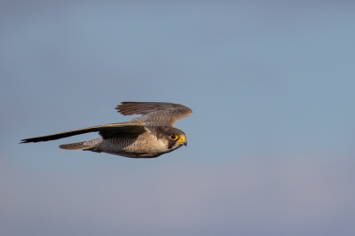 <i class='fa fa-user'></i> pjvantuil |   Barbarijse Valk  <i class='fa fa-eye'> 198</i>  <i class='fa fa-thumbs-up'> 3</i>   <i class='fa fa-comment-o'> 5</i>