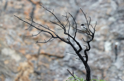 <i class='fa fa-user'></i> loek van de Leur |   Kleine Zwartkop  <i class='fa fa-eye'> 184</i>  <i class='fa fa-thumbs-up'> 3</i>   <i class='fa fa-comment-o'> 5</i>