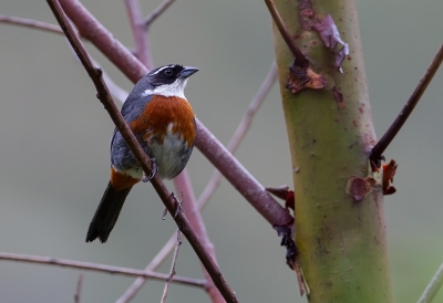 <i class='fa fa-user'></i> charlysax |   Grijsflankboomgors  <i class='fa fa-eye'> 126</i>  <i class='fa fa-thumbs-up'> 1</i>   <i class='fa fa-comment-o'> 5</i>