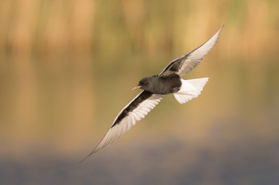 <i class='fa fa-user'></i> Vincent Vuik |   Witvleugelstern  <i class='fa fa-eye'> 461</i>  <i class='fa fa-thumbs-up'> 43</i>   <i class='fa fa-comment-o'> 23</i>