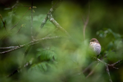 <i class='fa fa-user'></i> Alex Roetemeijer |   Bonte Vliegenvanger  <i class='fa fa-eye'> 114</i>  <i class='fa fa-thumbs-up'> 2</i>   <i class='fa fa-comment-o'> 20</i>