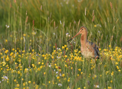 <i class='fa fa-user'></i> henkdikkers |   Grutto  <i class='fa fa-eye'> 249</i>  <i class='fa fa-thumbs-up'> 15</i>   <i class='fa fa-comment-o'> 11</i>