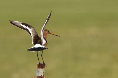Polder Arkemheen, op zoek naar de Grutto.
Wilde net wegvliegen.