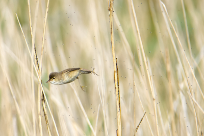 <i class='fa fa-user'></i> PascalK |   Kleine Karekiet  <i class='fa fa-eye'> 204</i>   <i class='fa fa-comment-o'> 2</i>