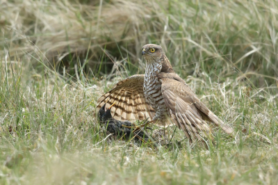 Vogel foto: Accipiter nisus / Sperwer / Eurasian Sparrowhawk