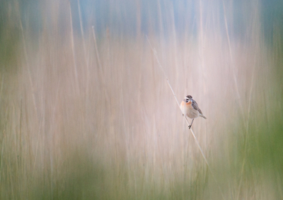 <i class='fa fa-user'></i> Martijn Schot |   Paapje  <i class='fa fa-eye'> 105</i>  <i class='fa fa-thumbs-up'> 1</i>   <i class='fa fa-comment-o'> 20</i>