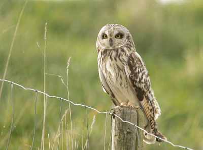 <i class='fa fa-user'></i> Rianne Geelhoed |   Velduil  <i class='fa fa-eye'> 315</i>  <i class='fa fa-thumbs-up'> 17</i>   <i class='fa fa-comment-o'> 12</i>