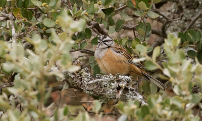 Een van de soorten, die ik graag wilde zien in de Extremadura was de Grijze Gors. Langs de weg bij de parkeerplaats zat er een in de struiken, welke ik net door de takken heen kon fotograferen. Ik had hem liever helemaal vrij zittend gefotografeerd, maar dat lukte helaas niet. Toch erg blij met deze waarneming.