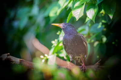 <i class='fa fa-user'></i> Freddy69 |   Spreeuw  <i class='fa fa-eye'> 95</i>   <i class='fa fa-comment-o'> 19</i>