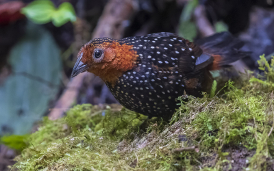 <i class='fa fa-user'></i> Lennart Verheuvel |   Zilverpareltapaculo  <i class='fa fa-eye'> 156</i>  <i class='fa fa-thumbs-up'> 3</i>   <i class='fa fa-comment-o'> 3</i>