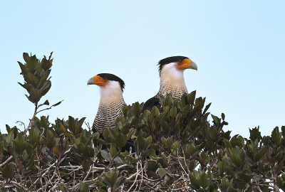 <i class='fa fa-user'></i> Ed Agter |   Zuidelijke Kuifcaracara  <i class='fa fa-eye'> 154</i>   <i class='fa fa-comment-o'> 3</i>