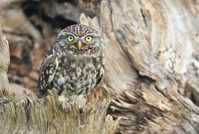 Bird picture: Athene vidalii / Steenuil / Little Owl