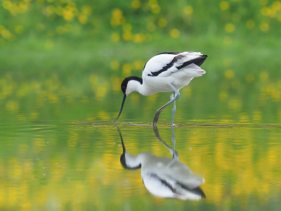 Bird picture: Recurvirostra avosetta / Kluut / Pied Avocet