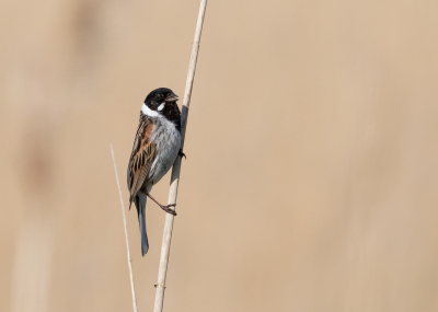 Luisterend waar het geluid van de rietgors vandaan kwam en zoekend in het riet en dan ontdekken dat deze rietgors ergens boven in het riet zit, prachtig vogeltje.