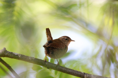 <i class='fa fa-user'></i> TopVanTexel |   Winterkoning  <i class='fa fa-eye'> 100</i>  <i class='fa fa-thumbs-up'> 2</i>   <i class='fa fa-comment-o'> 20</i>