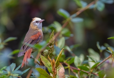 <i class='fa fa-user'></i> charlysax |   Vaalkopstekelstaart  <i class='fa fa-eye'> 160</i>  <i class='fa fa-thumbs-up'> 4</i>   <i class='fa fa-comment-o'> 2</i>