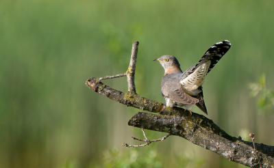 Bird picture: Cuculus canorus / Koekoek / Common Cuckoo