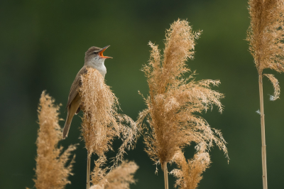 <i class='fa fa-user'></i> Vincent Vuik |   Grote Karekiet  <i class='fa fa-eye'> 283</i>  <i class='fa fa-thumbs-up'> 9</i>   <i class='fa fa-comment-o'> 8</i>