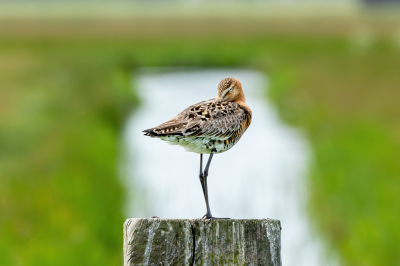 <i class='fa fa-user'></i> Peter Boltjes |   Grutto  <i class='fa fa-eye'> 107</i>  <i class='fa fa-thumbs-up'> 1</i>   <i class='fa fa-comment-o'> 22</i>