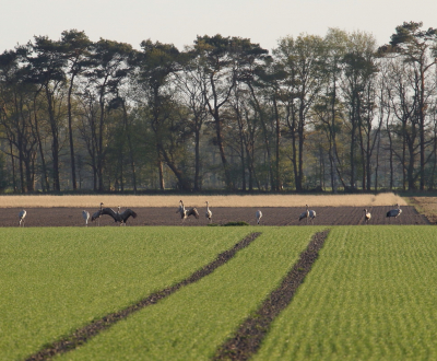 In de week dat we daar op vakantie waren hebben we groepen van van 30 kraanvogels gezien op de akkers. Dit was een iets kleinere groep die ik er erg leuk vond staan, zo met het lijnenspel van de voorste akker.