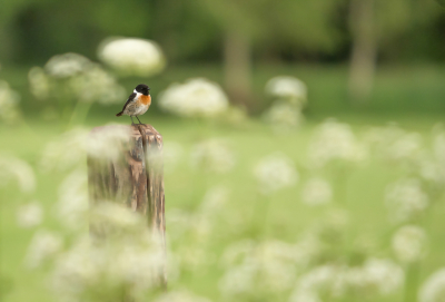 <i class='fa fa-user'></i> Truus Aletta Maan |   Roodborsttapuit  <i class='fa fa-eye'> 217</i>  <i class='fa fa-thumbs-up'> 9</i>   <i class='fa fa-comment-o'> 16</i>