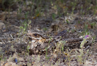 <i class='fa fa-user'></i> pgrnvld |   Moorse Nachtzwaluw  <i class='fa fa-eye'> 264</i>  <i class='fa fa-thumbs-up'> 1</i>   <i class='fa fa-comment-o'> 6</i>