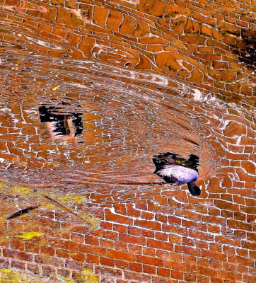 <i class='fa fa-user'></i> hesterb |   Meerkoet  <i class='fa fa-eye'> 135</i>   <i class='fa fa-comment-o'> 20</i>