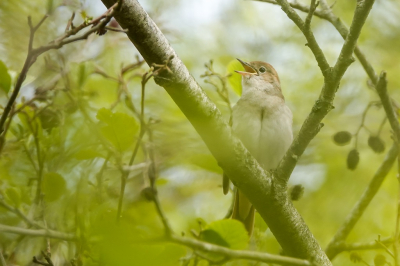 <i class='fa fa-user'></i> jacolienl |   Nachtegaal  <i class='fa fa-eye'> 93</i>  <i class='fa fa-thumbs-up'> 2</i>   <i class='fa fa-comment-o'> 21</i>