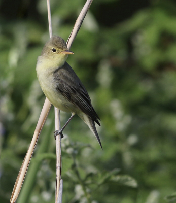 Diezelfde tocht die dag langs de dijk de spotvogel fantastisch horen zingen en vrij op de foto kunnen zetten zittend tussen het fluitenkruid.