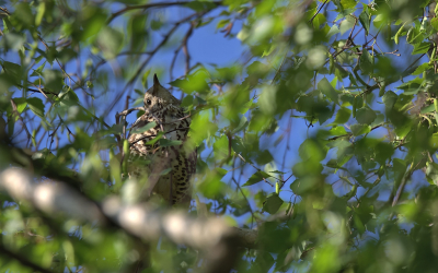 <i class='fa fa-user'></i> RTL |   Grote Lijster  <i class='fa fa-eye'> 101</i>  <i class='fa fa-thumbs-up'> 1</i>   <i class='fa fa-comment-o'> 22</i>