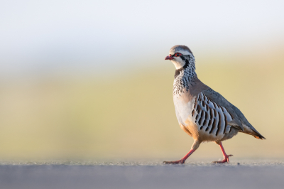 <i class='fa fa-user'></i> Hans Overduin |   Rode Patrijs  <i class='fa fa-eye'> 283</i>  <i class='fa fa-thumbs-up'> 17</i>   <i class='fa fa-comment-o'> 15</i>