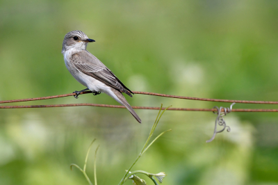 Boven de rijen wijnstokken zagen we frequent een bescheiden zangertje opvliegen, snelle vluchten makend achter vliegende insecten aan; een Mediterrane vliegenvanger (Mediterranean flycatcher, Muscicapa tyrrhenica balearica). 
Sinds 2019 als unieke soort erkend door de IOC.
Meer foto's via https://www.jaapvuijk.nl/opvliegers/