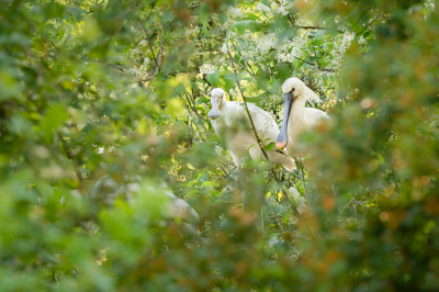 <i class='fa fa-user'></i> Vincent Vuik |   Lepelaar  <i class='fa fa-eye'> 123</i>  <i class='fa fa-thumbs-up'> 5</i>   <i class='fa fa-comment-o'> 24</i>