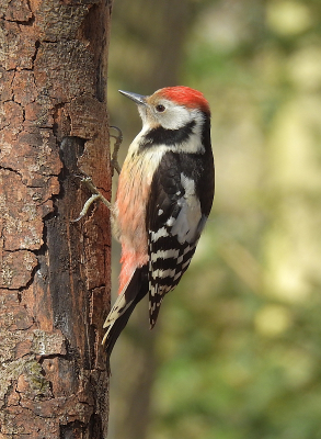 Vogel foto: Dendrocoptes medius / Middelste Bonte Specht / Middle Spotted Woodpecker