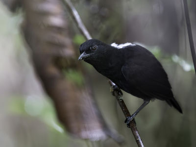 <i class='fa fa-user'></i> Paul van Giersbergen |   Kortstaartmiervogel  <i class='fa fa-eye'> 97</i>   <i class='fa fa-comment-o'> 1</i>