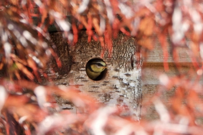 n van de negen (!) pimpelmees jongen die alvast een kijkje naar buiten neemt in onze tuin. Dit is de dag voordat ze uitvlogen. Prachtig plaatje door de blaadjes van onze Japanse esdoorn.