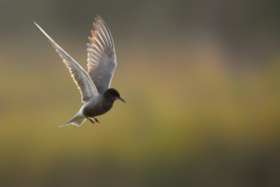 Vogel foto: Chlidonias niger / Zwarte Stern / Black Tern