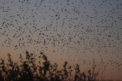 Heel verrassend waren er erg veel spreeuwen 's avonds, die een plekje zochten om te overnachten. Duizenden kwamen naar het riet, in enorme groepen zweefden ze fantastisch boven het gebied. Erg lastig om goed te fotograferen, aangezien het steeds donkerder werd en juist dan de groepen zich samenvoegden. Deze foto is net wat eerder genomen, toen er nog geen grote groepen verschenen en er nog wel wat meer licht was.