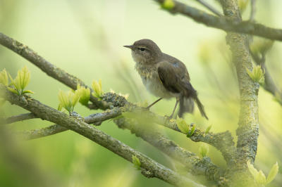 <i class='fa fa-user'></i> christina |   Fitis  <i class='fa fa-eye'> 87</i>   <i class='fa fa-comment-o'> 21</i>