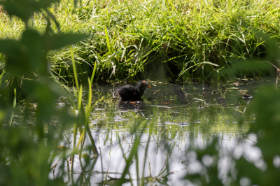 <i class='fa fa-user'></i> Willy_P |   Waterhoen  <i class='fa fa-eye'> 84</i>   <i class='fa fa-comment-o'> 20</i>