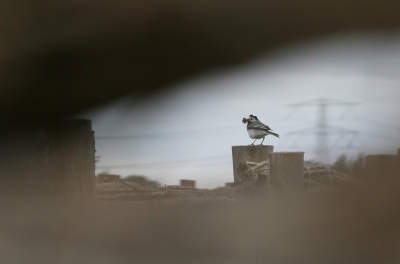 <i class='fa fa-user'></i> Ruben de Bruijn |   Witte Kwikstaart  <i class='fa fa-eye'> 99</i>  <i class='fa fa-thumbs-up'> 3</i>   <i class='fa fa-comment-o'> 21</i>