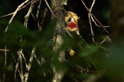 <i class='fa fa-user'></i> Martjan Lammertink |   Blondkuifspecht  <i class='fa fa-eye'> 90</i>  <i class='fa fa-thumbs-up'> 1</i>   <i class='fa fa-comment-o'> 21</i>