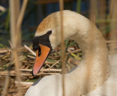 <i class='fa fa-user'></i> Truus Aletta Maan |   Knobbelzwaan  <i class='fa fa-eye'> 85</i>  <i class='fa fa-thumbs-up'> 1</i>   <i class='fa fa-comment-o'> 19</i>