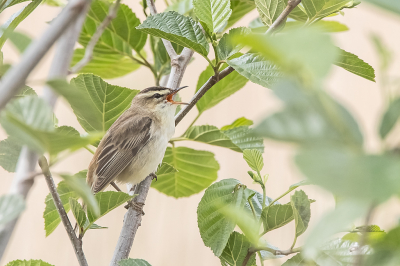 <i class='fa fa-user'></i> Erna Koelman |   Rietzanger  <i class='fa fa-eye'> 91</i>   <i class='fa fa-comment-o'> 21</i>